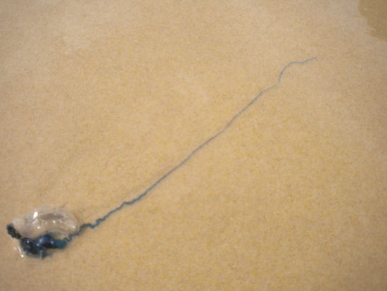 ... Bluebottled Jellyfish (tödlich) gibt es auch ...