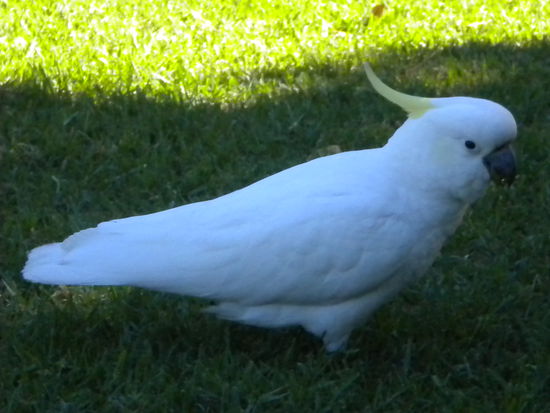 Gucke mal Mutter ich habe deinen Freund wieder getroffen im Park und ich soll dich ganz lieb grüßen  Der ließ sich sogar streicheln!