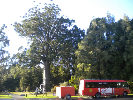 Mein Fortbewegungsmittel in Neuseeland ... ein Stray Buspass bringt mich durchs ganze Land ... hier vor einem 800 Jahre alten Kauri Baum ...