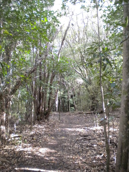 ... der Walk zu den Haruru Falls ... gut für die schlaffen Beine  ...