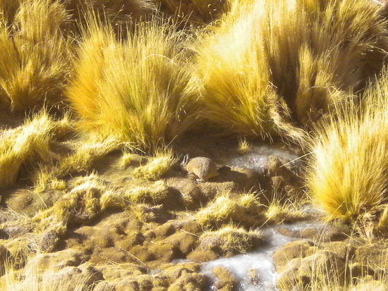 ... neues Suchbild, wer finder einen Freund hier, der dem in Europa ähnelt, aber einen langen Schwanz hat ...