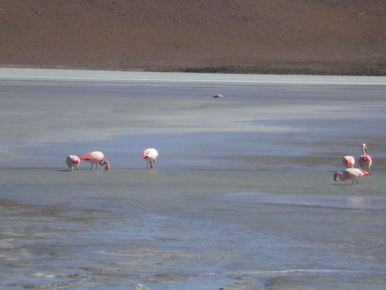 ... echte und sehr seltene Flamingos ....