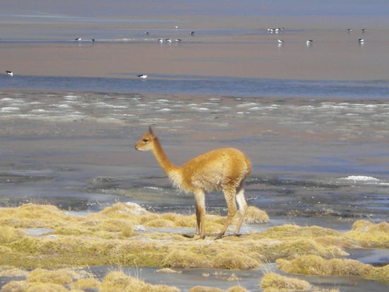 ... auch die seltenen Vikunias haben wir zu Gesicht bekommen ...