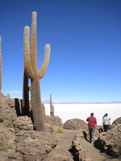 ... mitten in der Salzwüste die Koralleninsel mit etwas zu groß geratenen Kakteen ...