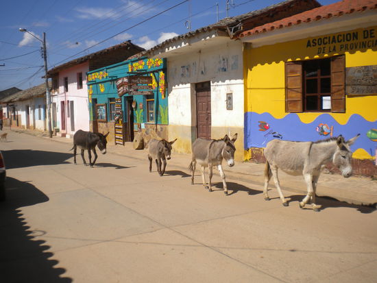 ... einfach nur lustig, auf dem Rückweg durch den Ort haben mich diese langen "Gesichter" passiert ohne Hirten ...