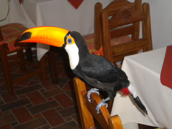 ... Simon, der Paradiesvogel, der auch gerne mal geschnappt hat ...