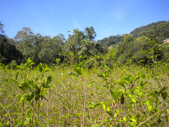 ... eines der Cocafelder, die legal in der Region Chapare sind, aber die Bauern nicht reich macht, sondern nur die Drogenhändler ...