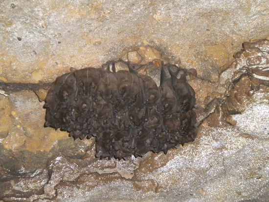 ... viele Fledermäuse durften wir beobachten und die Frauen in der Gruppe waren sehr verängstigt, dabei ist Batman doch ein Guter ...