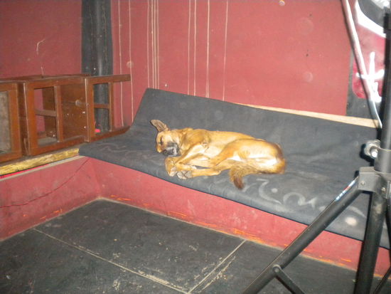 ... wohl nur Hunde können bei 120 Dezibel schlafen ...