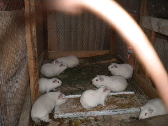 ... einen von den "kleinen" Rackern habe ich verspeist  ...