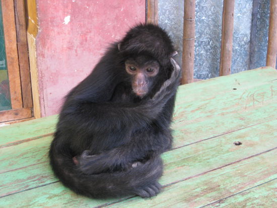 ... auch meine Freunde die Spidermonkeys haben schon gewartet ...