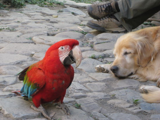 ... Tiere in Einklang in einem tollen Refuge ....