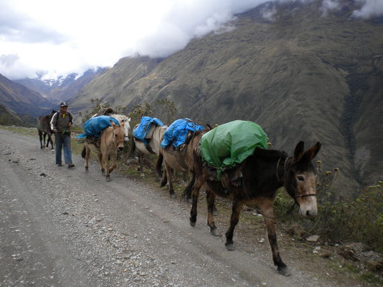 ... Achtung Gegenverkehr durch Lastenesel ...