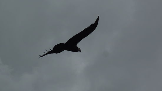 ... leider kann dieses Bild die größe dieses Candors nicht annähernd wiedergegen ...