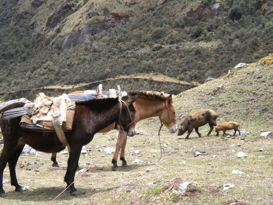 ... Mittagspause auch für die Lastenpferde ...