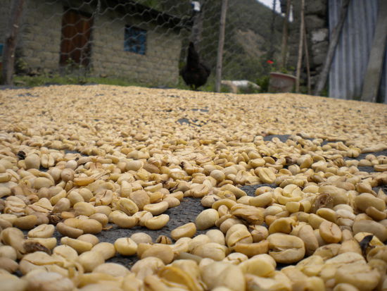 ... hier wird Kaffee getrocknet und das Huhn im Hintergrund hat sich ordentlich auf dem Kaffee entleert ... hm lecker