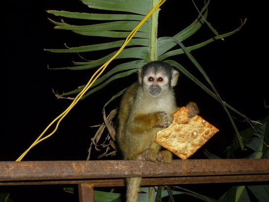 ... der Star des Abends ... der Hausaffe unsere dritten Camps ...