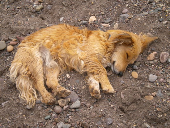... nein der ist nicht tod, der schläft nur (im Ernst), Hunde liegen aber überall umher in Peru ...