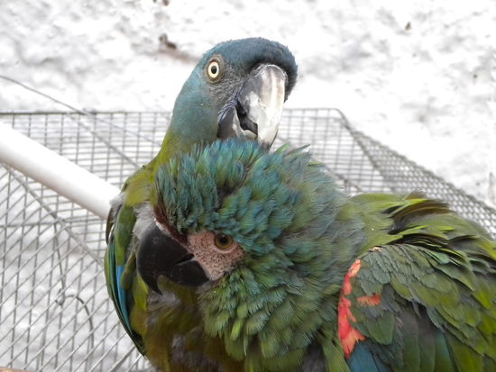 ... die beiden habe ich bei meiner Mittagspause beobachtet, waren aber nicht sehr gesprächig ...