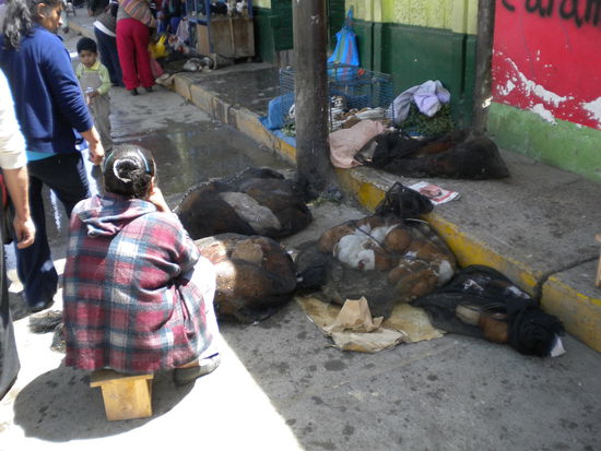 ... auf dem Sonntagsmarkt, die gute Frau verkauft lebende Meerschweine, nein nicht als Haustier sondern zum Essen... hmm lecker ...