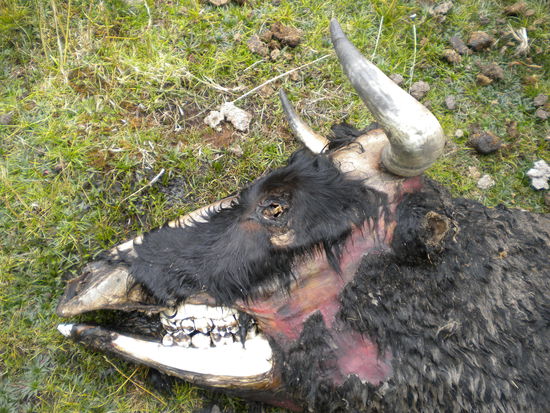 ... hmm der liegt wohl schon länger hier ...