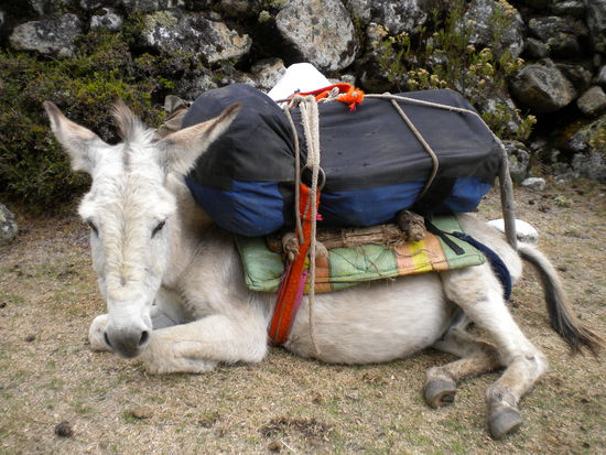 ... puh, auch die Esel brauchen mal Pause ...