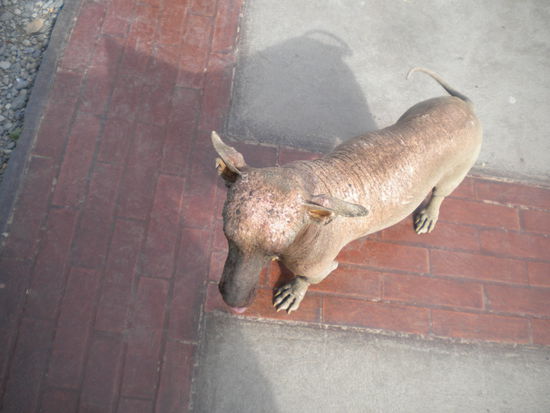... ein peruanischer Wüstenhund, einfach nur hässlich ...