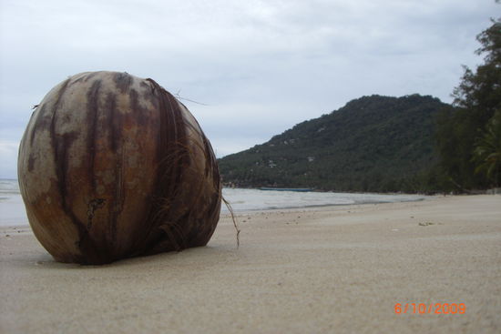hier gibt es riesige Dinger ähmm Kokusnüsse die einfach so am Strand rumliegen!