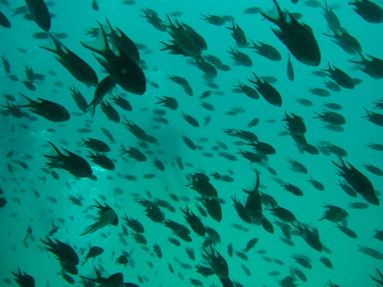 Und die sind bei meinem Anblick nicht weg geschwommen!! Wirklich klasse die Unterwasserwelt, ist doch was anderes als ein Aquarium!