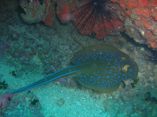 In Live ist es noch ein bisschen besser, da die Bewegungen dieses Tieres einfach einzigartig sind und die Farben noch besser zur Geltung kommen.