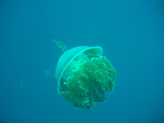 Die war wirklich riesen groß und in ihr sind Fische geschwommen. Fantastisch!