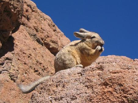 Viscacha