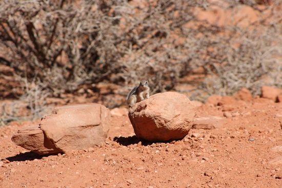 ein süßes Hörnchen begrüßt uns