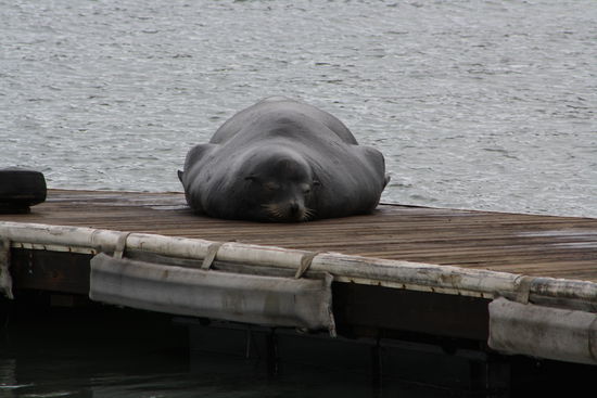dicker Seelöwe am Pier