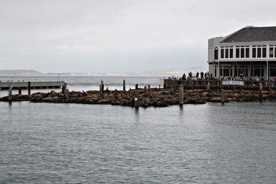 die berühmte Seelöwenkolonie vom Pier 39