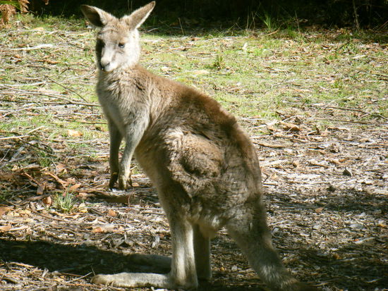 ist es nicht süß??
und ich musste nicht mal ran zoomen nein ich war soooo dicht dran....