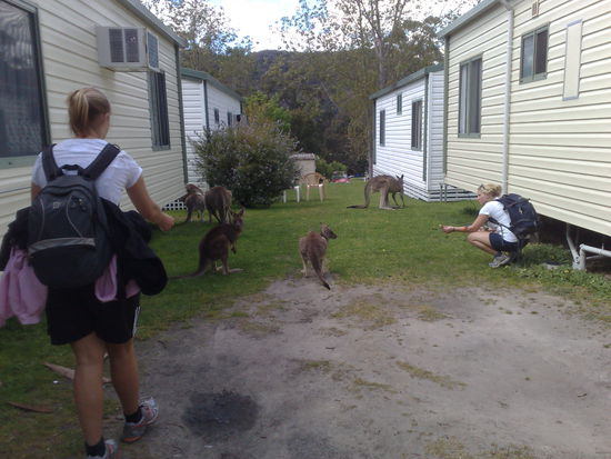 das meinte ich mit dem campingplatz und den handzahmen kängoroos....