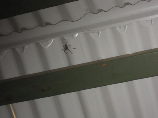 so wie versprochen auch noch ein bild der ekligen spinne....