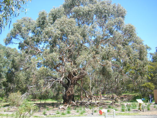 herzlich willkommen auf phillip island....