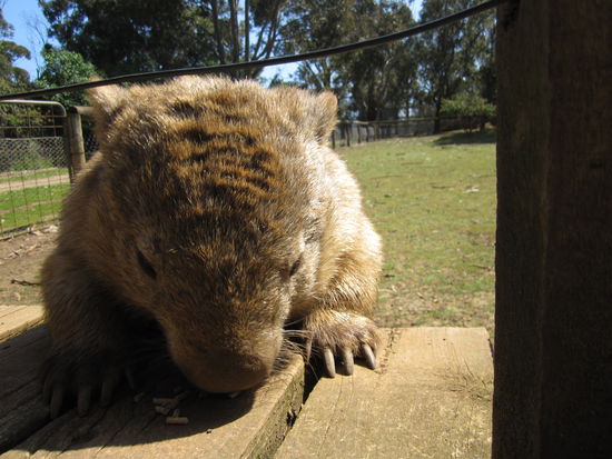 so was nennt man auch mal niedlich oder... ichglaueb es nannte sich wombat...