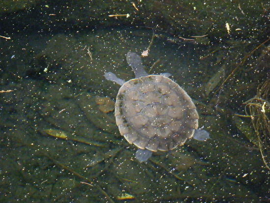 faszination schildkröte...