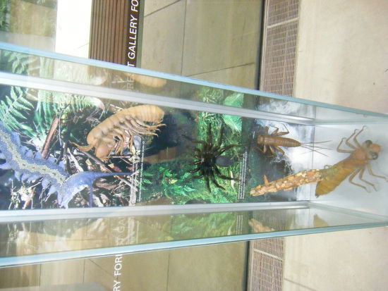 die kleinen freunde der australier...
ihhhhhhh....