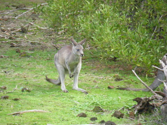 ist es nicht niedlich