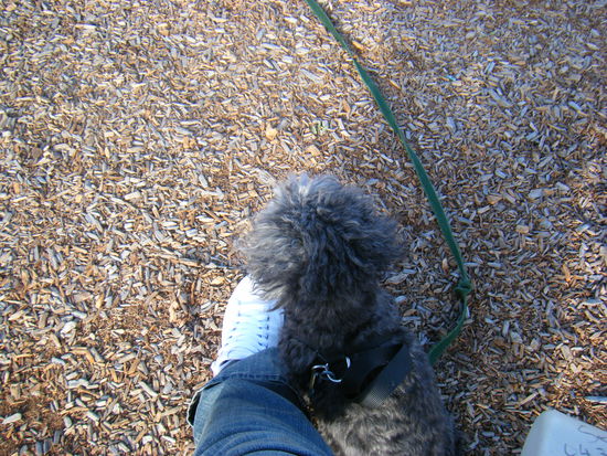 das ist der familyhund bonnie... er ist sehr alt und hört nicht mehr so gut deswegen sieht man ihn auch nur von hinten^^