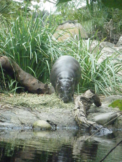 das war eines der vielen babies im zoo
sweet...