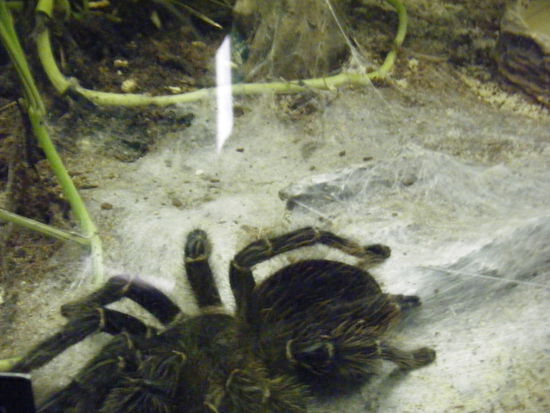 ich hoffe ganz stark das war die erste und letzte spinne die mir so nah kam...
schrecklich warum die hier so groß sein müssen...