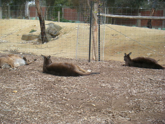 die urweinwohner des schönen inselkontinents... ich konnte so dicht ran da sich sie fast berühren konnte...