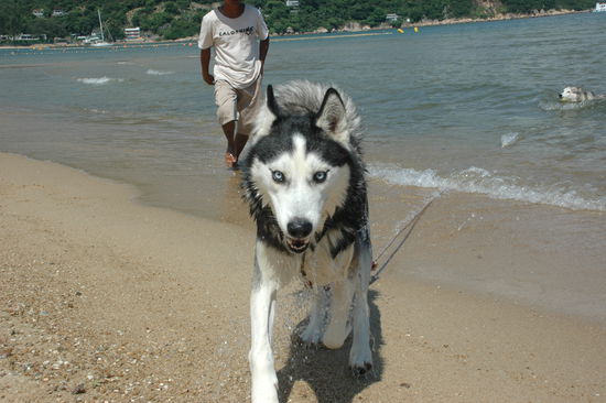 Husky am Strand! China = verkehrte Welt