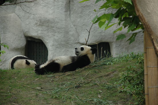 kleiner Panda relaxed