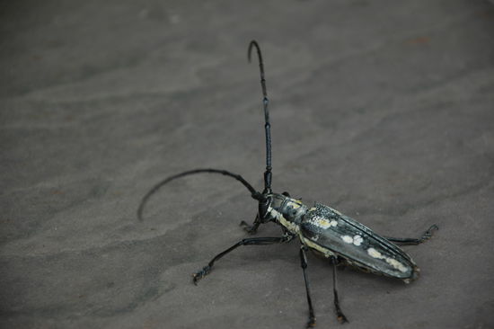 des Ungetier war gross wie a Hand